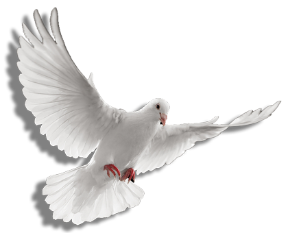 Holly Spirit MY FAITH Pigeon Holy Spirit- My Faith - Amazing Line of Faith